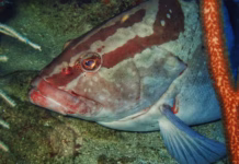 Study finds important Nassau grouper spawning site in Belize near collapse